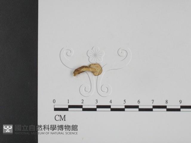 登錄號:F0010264藏品圖，第3張