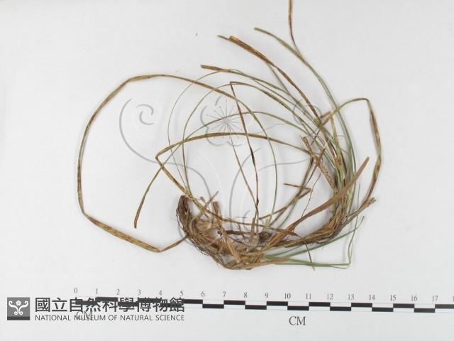 登錄號:F0026264藏品圖，第1張