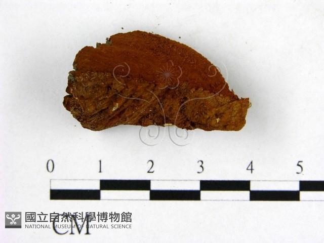 登錄號:F0006264藏品圖，第3張