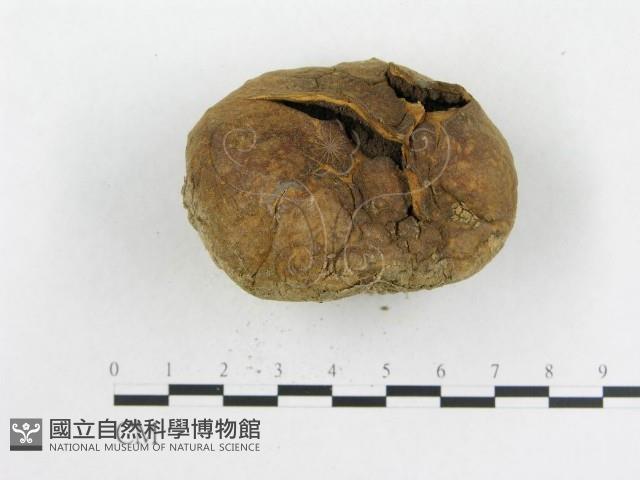 登錄號:F0016264藏品圖，第3張