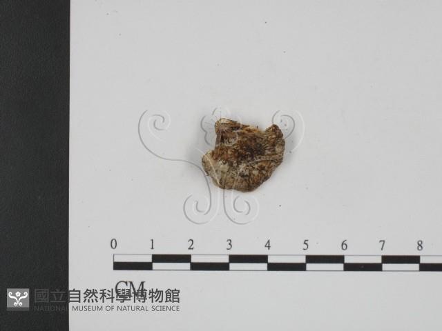 登錄號:F0001264藏品圖，第3張