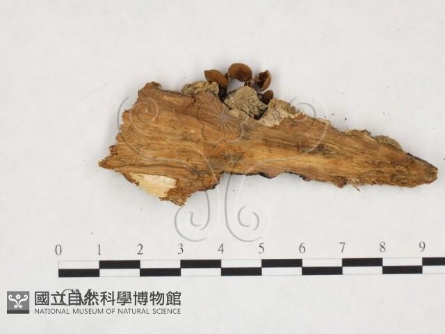 登錄號:F0024264藏品圖，第3張