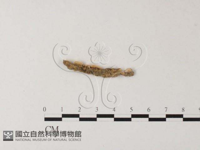 登錄號:F0004264藏品圖，第3張