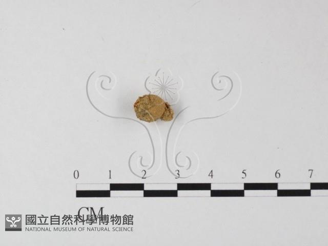 登錄號:F0002264藏品圖，第3張