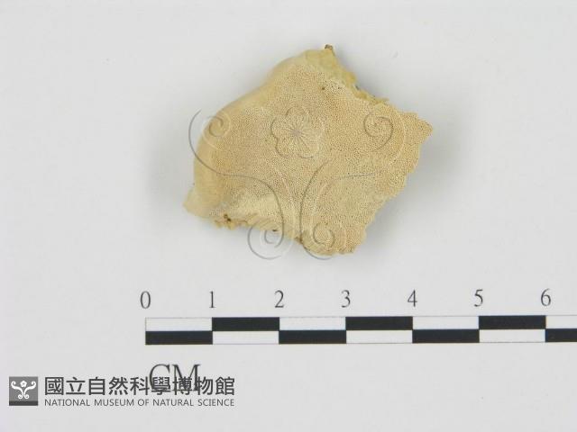 松生擬層孔菌藏品圖，第1張