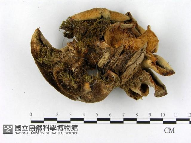 登錄號:F0005264藏品圖，第3張