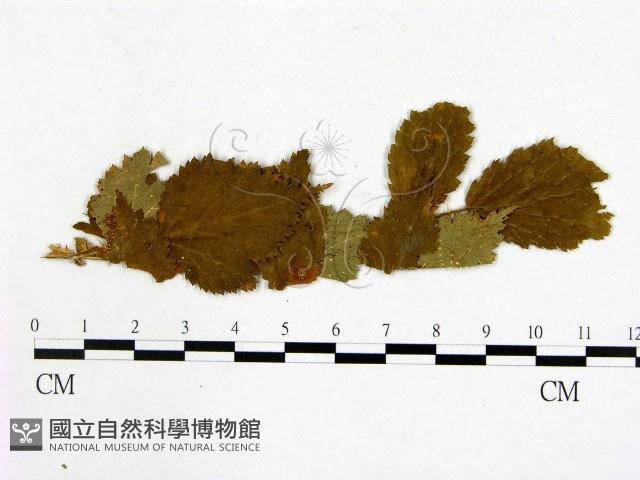 登錄號:F0019264藏品圖，第1張