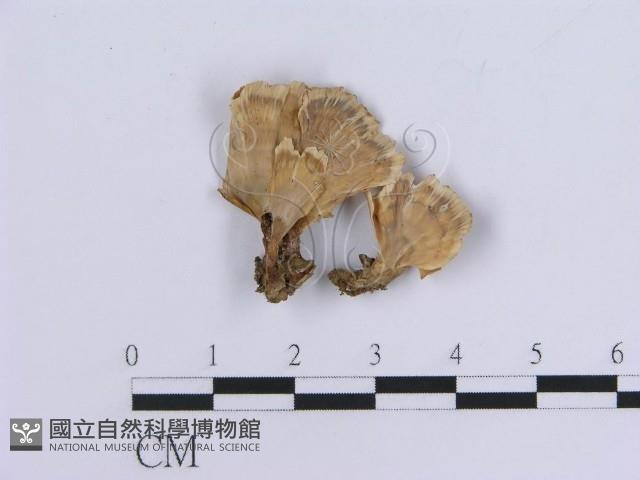 登錄號:F0018864藏品圖，第1張