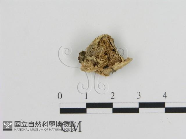 耙菌屬藏品圖，第3張