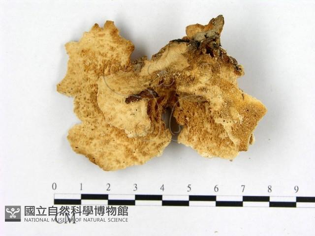 登錄號:F0010864藏品圖，第3張