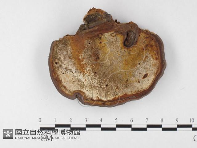 靈芝屬藏品圖，第3張