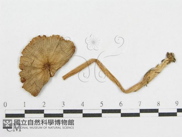 登錄號:F0001864藏品圖，第3張