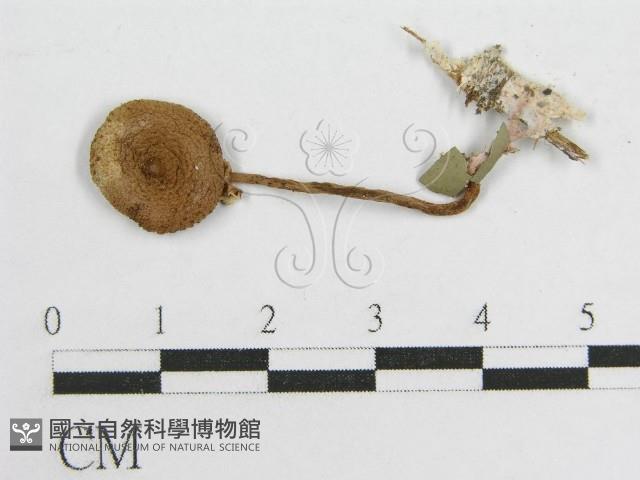 登錄號:F0004864藏品圖，第3張