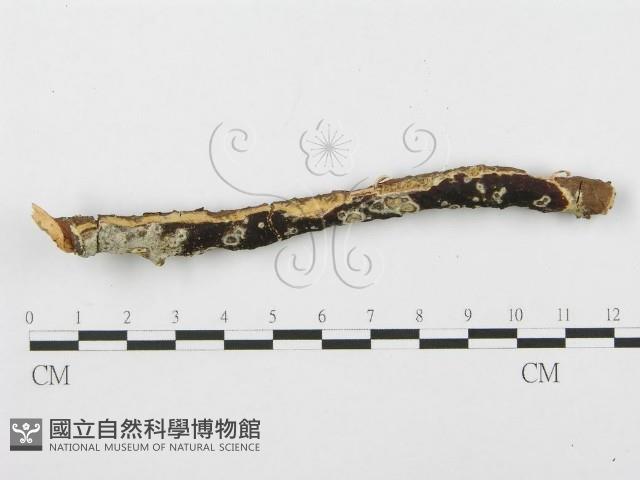 登錄號:F0014864藏品圖，第3張