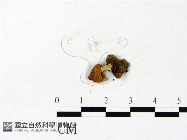 登錄號:F0022864藏品圖，第3張