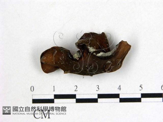 登錄號:F0012864藏品圖，第3張
