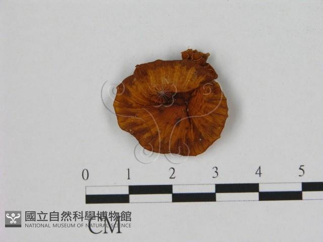 登錄號:F0007864藏品圖，第3張
