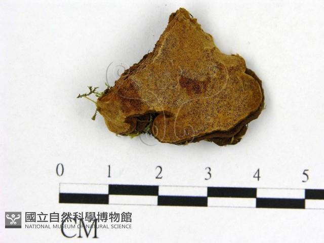 登錄號:F0017864藏品圖，第1張