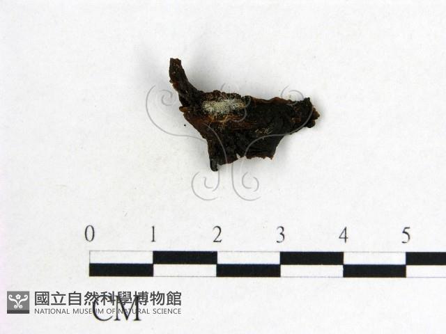 木耳屬藏品圖，第3張