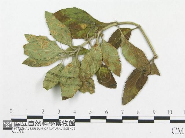登錄號:F0018964藏品圖，第1張