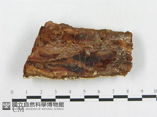 登錄號:F0000964藏品圖，第3張