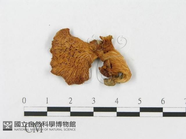 登錄號:F0010964藏品圖，第3張