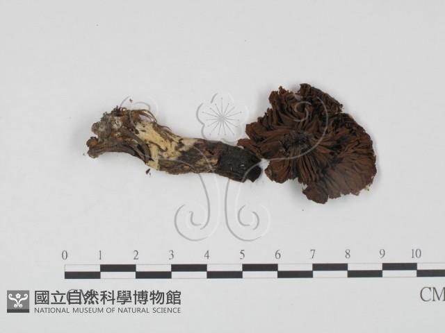 登錄號:F0021964藏品圖，第3張