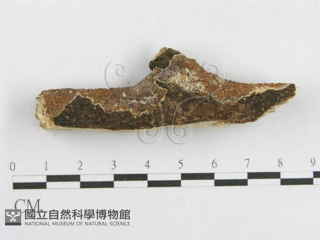 登錄號:F0014964藏品圖，第3張