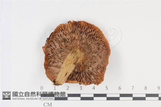 登錄號:F0034964藏品圖，第3張