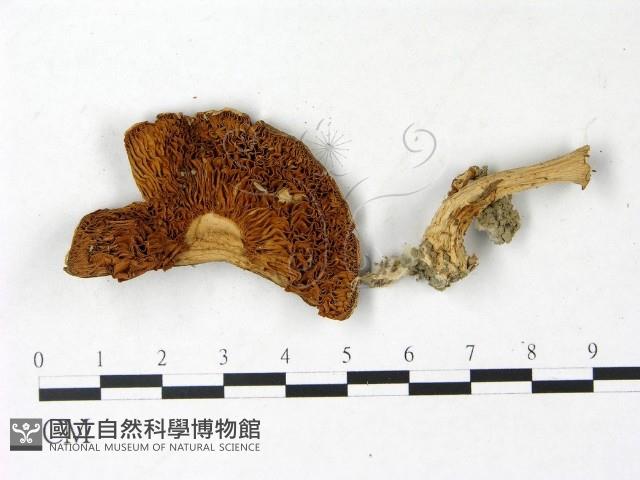 登錄號:F0022964藏品圖，第3張