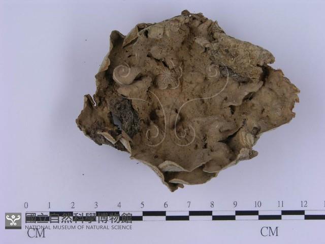 登錄號:F0002964藏品圖，第3張