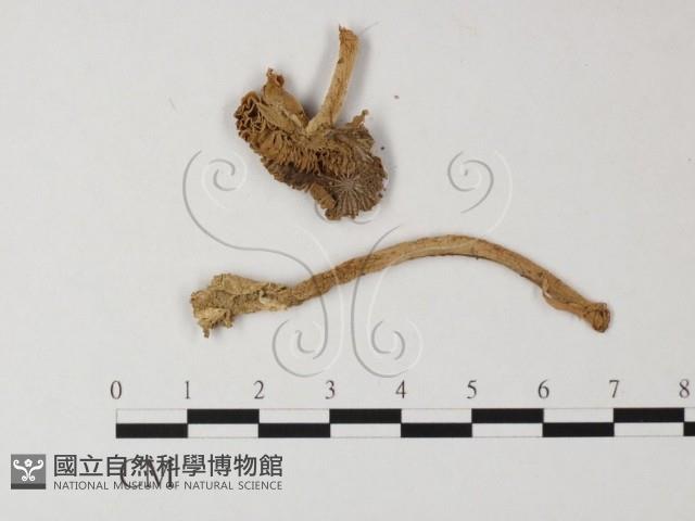 登錄號:F0012964藏品圖，第3張