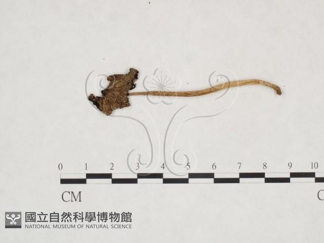 鬼傘屬藏品圖，第3張