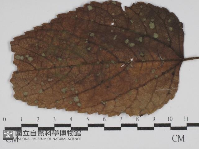 登錄號:F0029964藏品圖，第1張