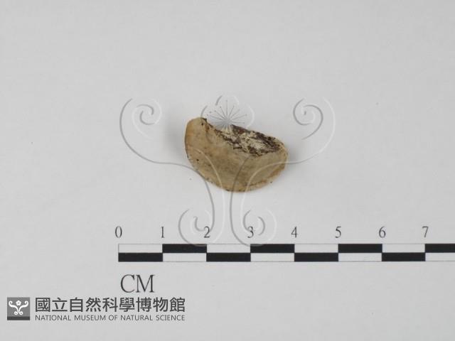 登錄號:F0019964藏品圖，第3張