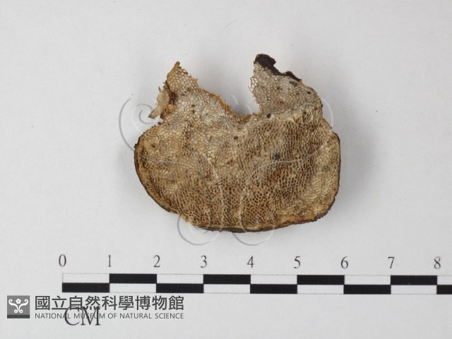 登錄號:F0023964藏品圖，第3張
