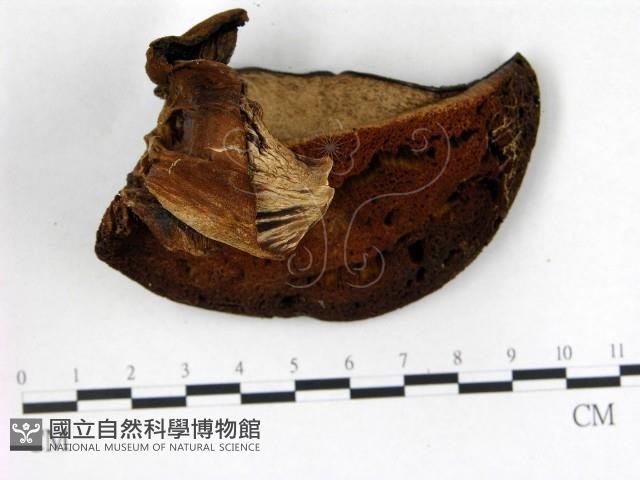 登錄號:F0013964藏品圖，第3張