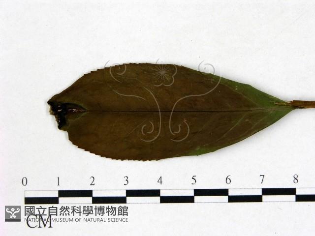 登錄號:F0020664藏品圖，第3張