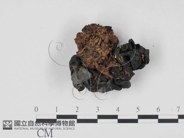 登錄號:F0001664藏品圖，第3張