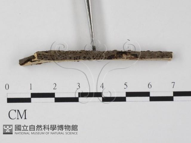 登錄號:F0011664藏品圖，第3張