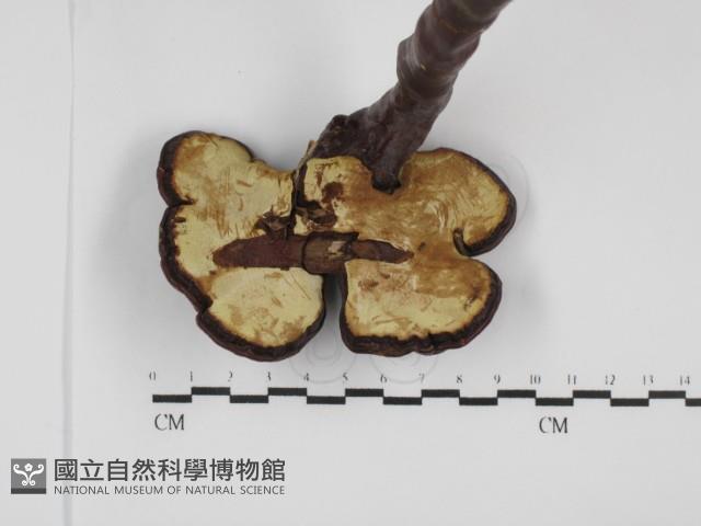 登錄號:F0031664藏品圖，第3張