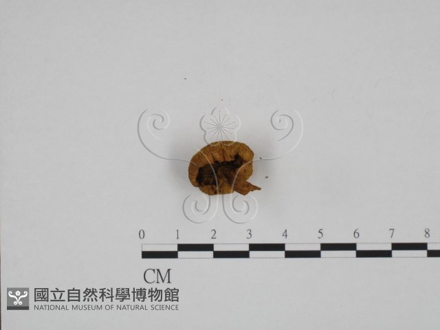登錄號:F0024664藏品圖，第3張
