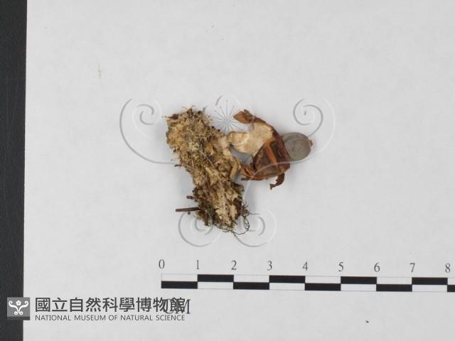 登錄號:F0004664藏品圖，第3張