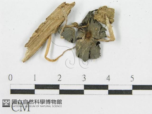 登錄號:F0002664藏品圖，第3張