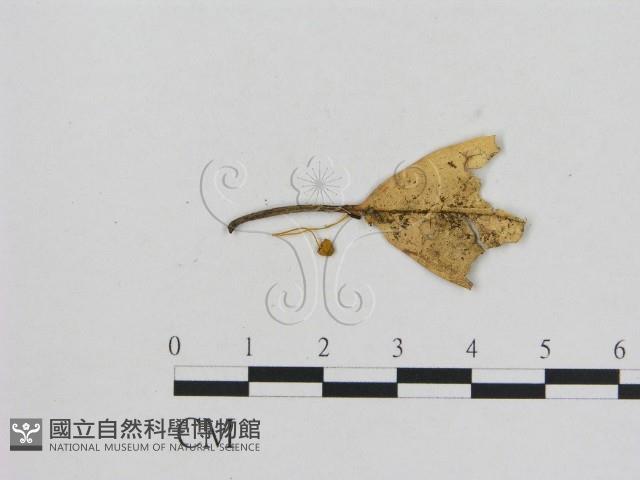 小菇屬藏品圖，第3張