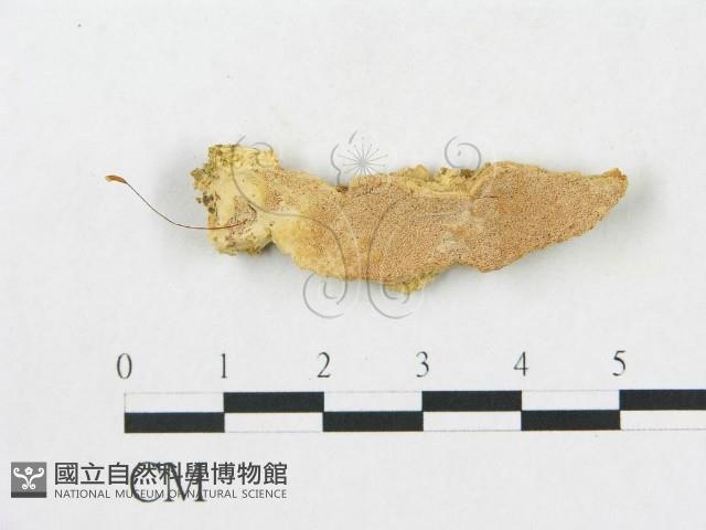 登錄號:F0017664藏品圖，第1張