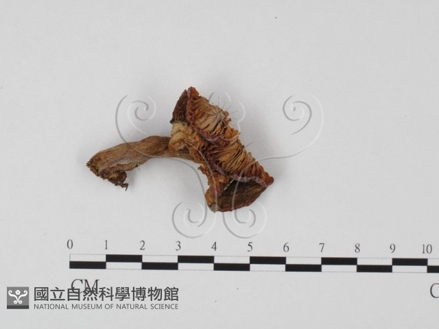紅菇屬藏品圖，第3張