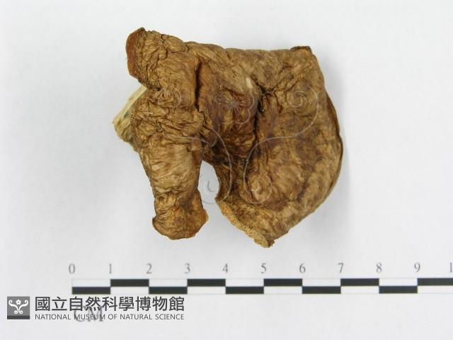 多孔菌屬藏品圖，第3張