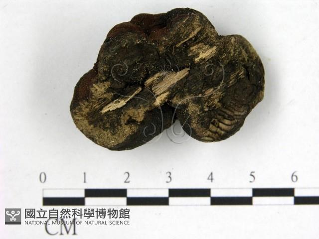 登錄號:F0015664藏品圖，第3張