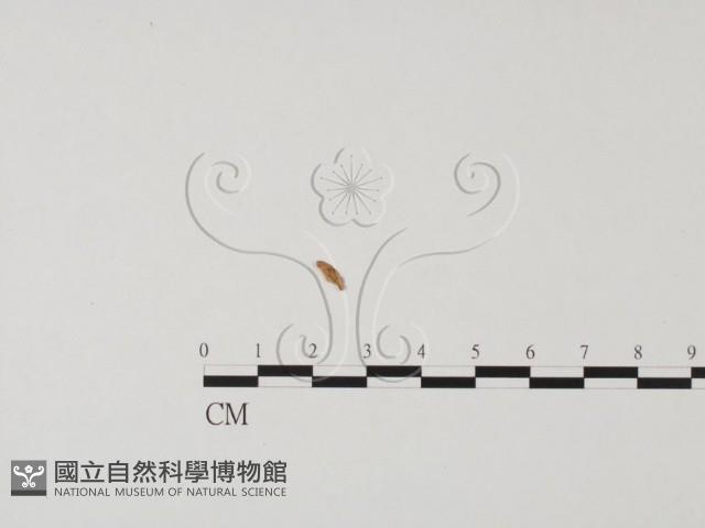 登錄號:F0019664藏品圖，第3張